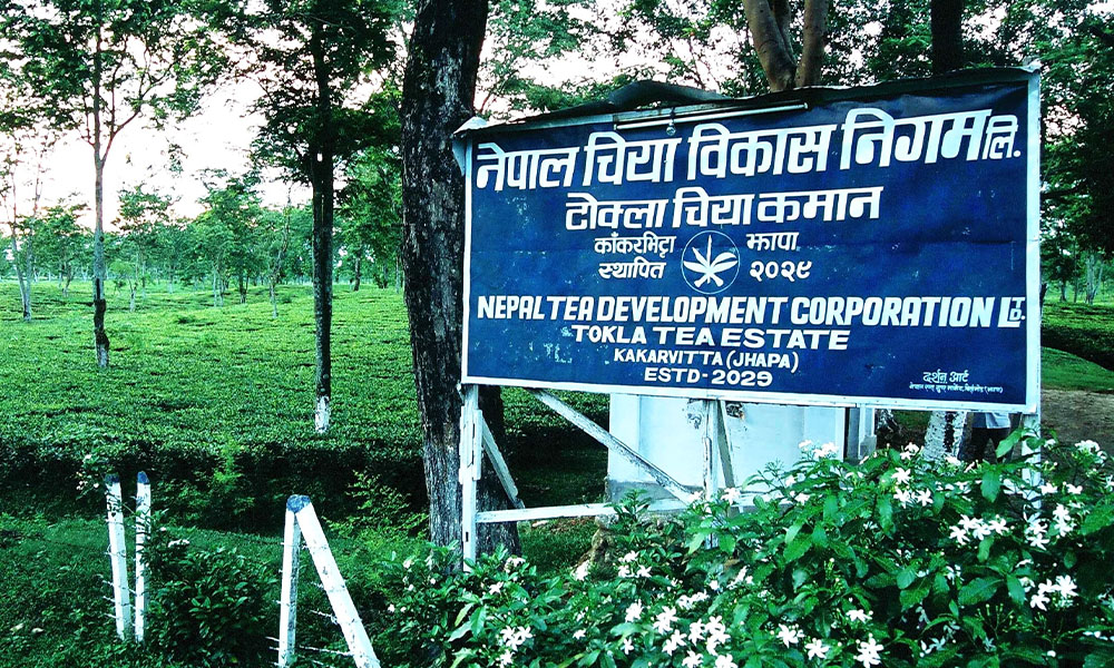 नेपाल चिया विकास निगमको सञ्चालन आम्दानी १ अर्ब माथि, आईपीओ निष्कासनको तयारी